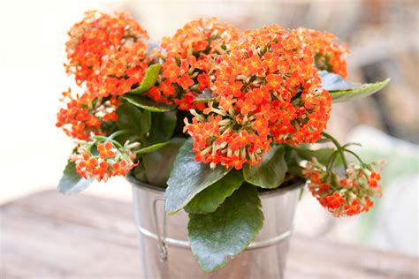 Darcy Cochran: Common Flowering House Plants Identification - Houseplant Identification 101 ...