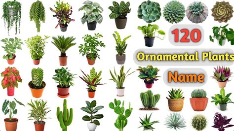 Ornamental Plants Examples