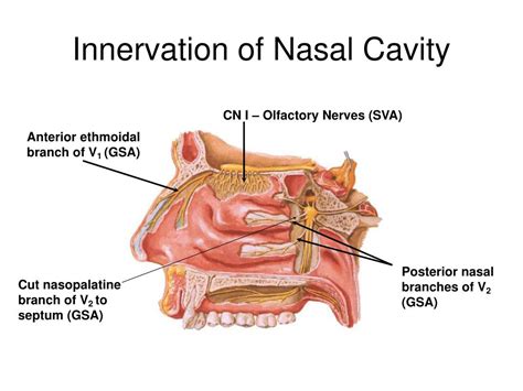 PPT - The Nasal Cavity: Functions PowerPoint Presentation, free download - ID:6024424