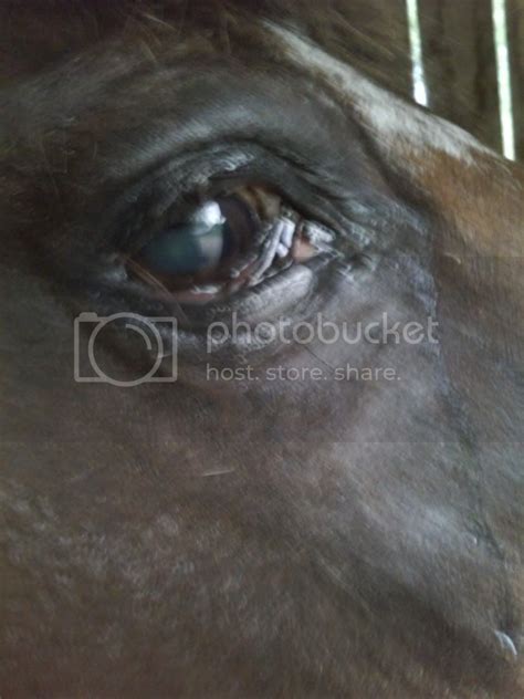 Help with Horse's eye | The Horse Forum