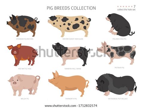 Pig Breeds Collection 7 Farm Animals Stock Vector (Royalty Free) 1712832574 | Shutterstock