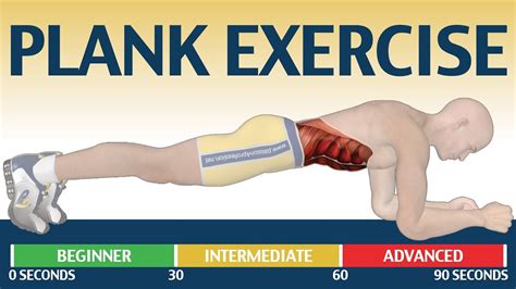 Plank Exercise Muscles Used