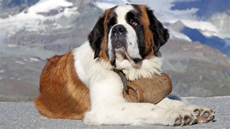 10 Of The Largest Dog Breeds In The World