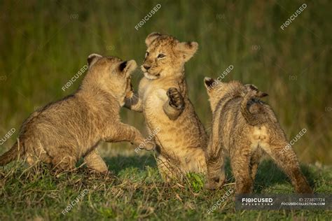 Three lion cubs play fighting on grass, Serengeti National Park; Tanzania — nature, mammal ...