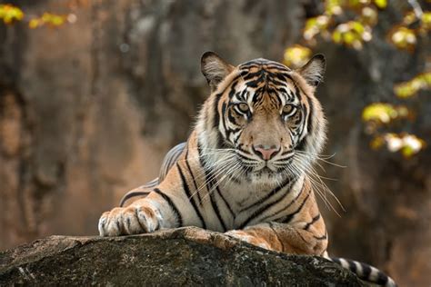 Tiger White Color - Free photo on Pixabay - Pixabay