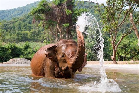 Pattaya Elephant Sanctuary | Thailand | Photo Gallery