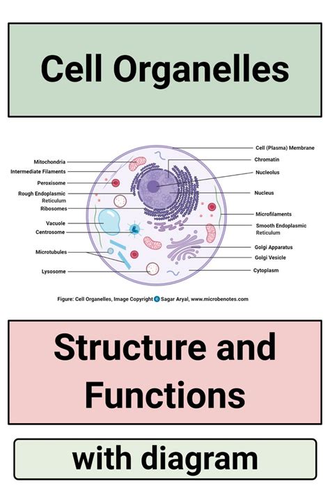 Animal Cells Label The Organelles