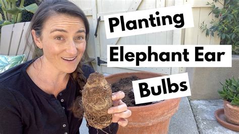 Elephant Ear Plant Bulbs