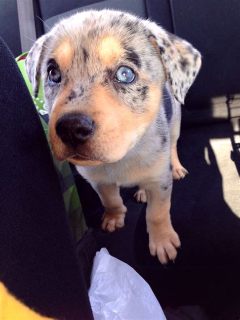 Shar Pei Red Heeler Mix - Plabor