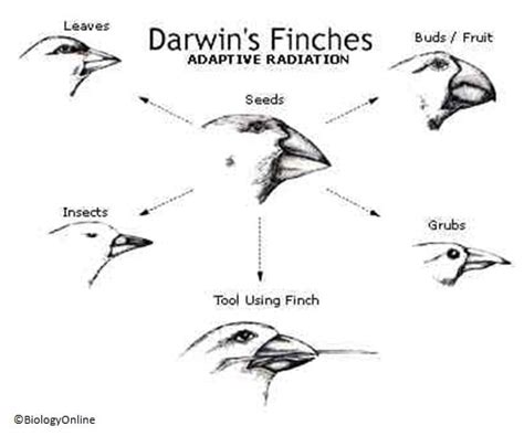 Natural selection - Biology Online Dictionary