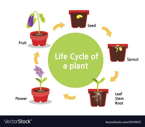 Life cycle a plant Royalty Free Vector Image - VectorStock