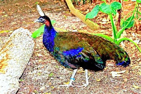 Congo peafowl (Afropavo congensis); Image ONLY