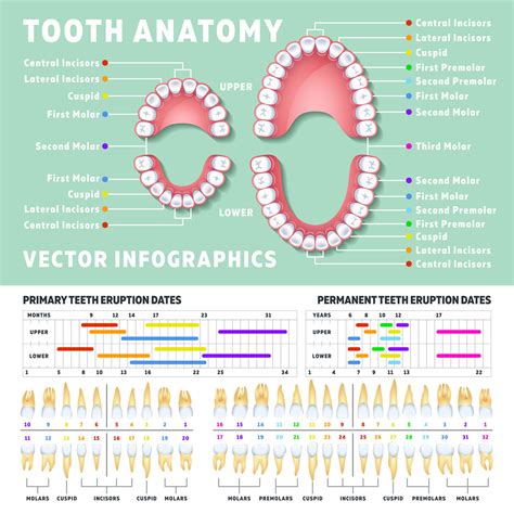 Orthodontist human tooth anatomy vector infographics with teeth diagra By Microvector ...