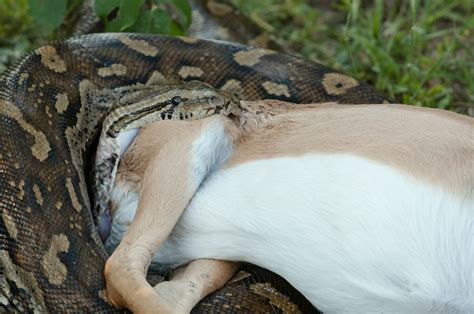 What Animals Eat Burmese Pythons? - ReptileStartUp.com