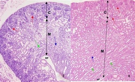 Kidney Medulla Histology