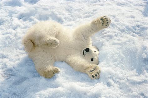 Baby Polar Bear Playing Int The Snow | Bored Panda