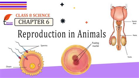 Top 199 + Class 8 biology reproduction in animals - Lestwinsonline.com