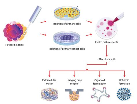 Transition of 3D Cell Culture, Tissue Engineering | Kosheeka