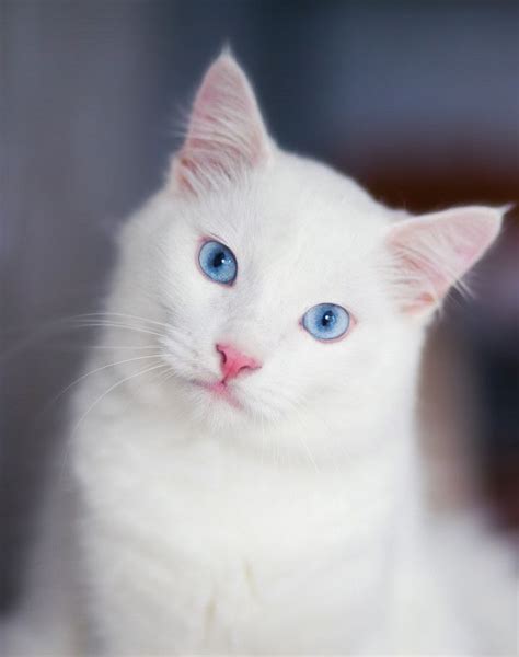 Close-up portrait of a fluffy white cat ... | Premium Photo #Freepik #photo #blue | Cat with ...