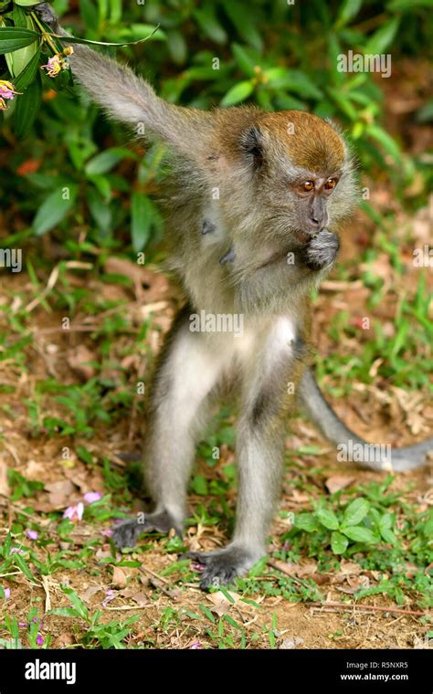 Funny Monkey eating Stock Photo - Alamy