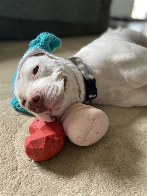 Teaching a dog ASL is a new challenge, but that smile makes it worth it ️ : r/memphis