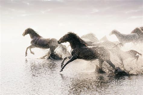 Herd Of Wild Horses Running In Water by Tunart