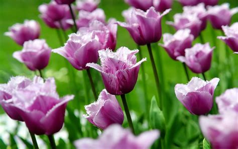 15 Best spring wallpaper tulips You Can Use It At No Cost - Aesthetic Arena