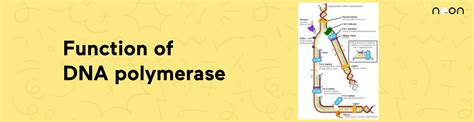 What is the function of DNA Polymerase?