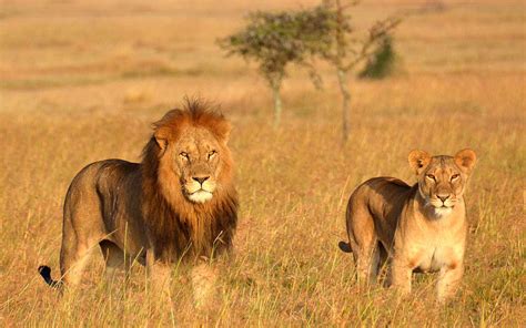 These 'Lion King' Safaris in Kenya and Tanzania Will Show You the Real-life Pride Lands