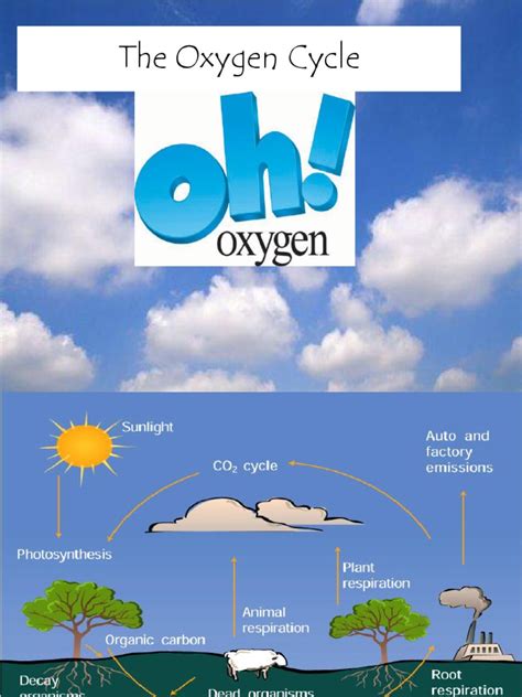 4. the Oxygen Cycle | Photosynthesis | Oxygen