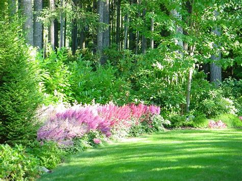 46 best images about Astilbe on Pinterest | Gardens, The shade and Deer