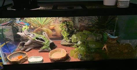 How To Provide Your Leopard Gecko With Perfect Habitat