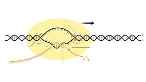 Rna Polymerase In Prokaryotes