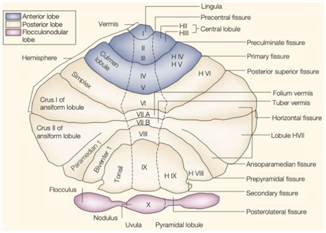 Cerebellum Gross Anatomy