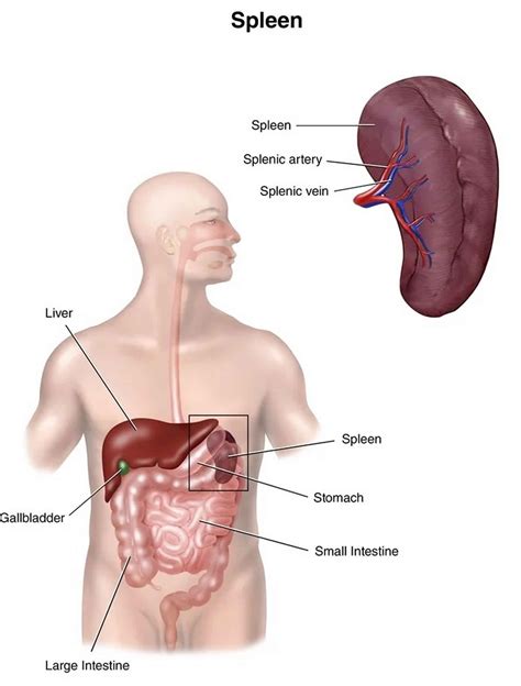 Splenic abscess causes, symptoms, diagnosis, treatment & prognosis