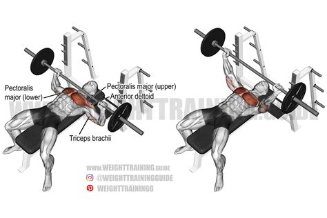 Barbell bench press exercise instructions and video | WeightTraining.guide