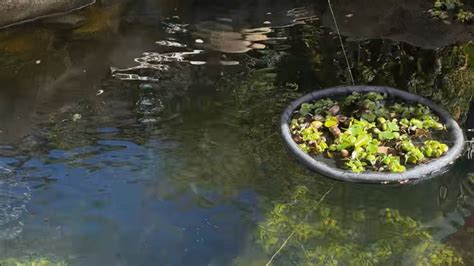 Are Water Hyacinth Good For Koi Pond? Top Answer Update - Ecurrencythailand.com