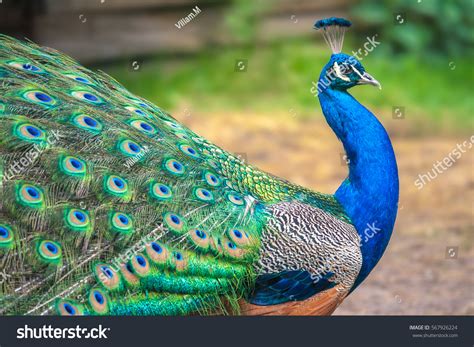 Peacock Spread Wings Profile Stock Photo 567926224 | Shutterstock