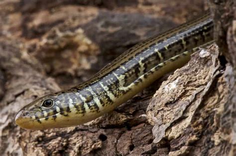 Glass Lizard - A-Z Animals