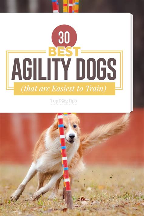 30 Best Agility Dogs That Are Easiest to Train for Agility Competitions