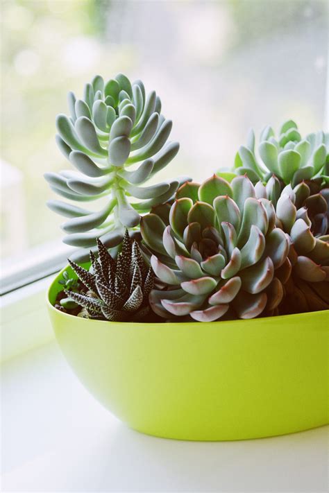 How To Care For Indoor Succulents | Succulents Network