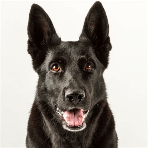 Black German Shepherd - Breed Profile & Information