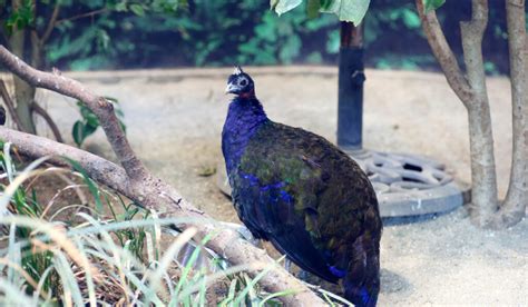 Congo Peafowl Breed Profile - The Hip Chick