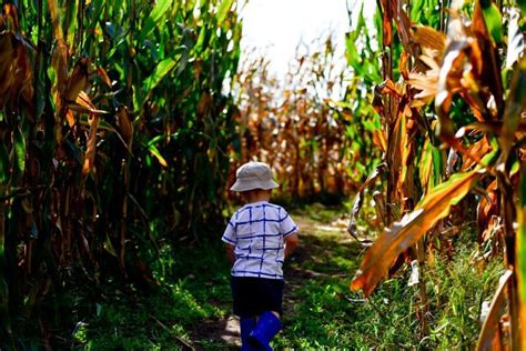 Tips for Making a Corn Maze on Your Family Farm This Fall