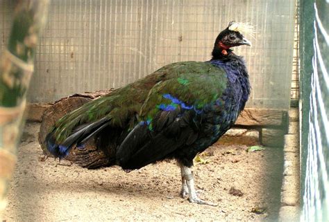 CONGO PEAFOWL | Peafowl, Peacock, Beautiful fruits