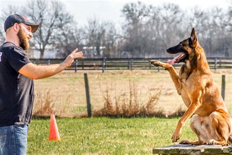 Dog Obedience Trainer Near Me : Dog Trainer Charlotte Nc Dog Trainer Near Me The Dog Knowledge ...