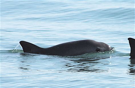 Endangered Vaquita Porpoises Are Racing Toward Extinction - The Dodo