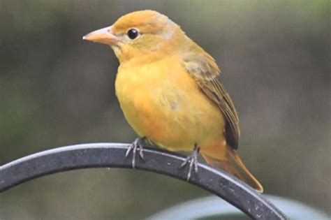 Female Summer Tanager - FeederWatch