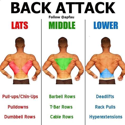 Back Workout exercised by 8 workouts. These back exercises are grouped with the area in which ...