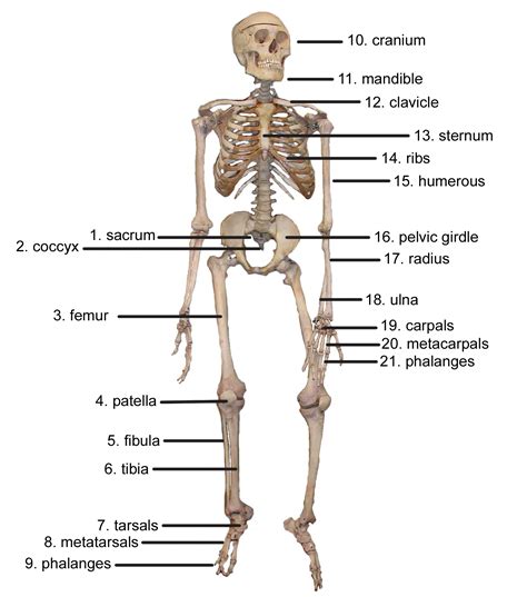 Human Skeleton Diagram Labeled